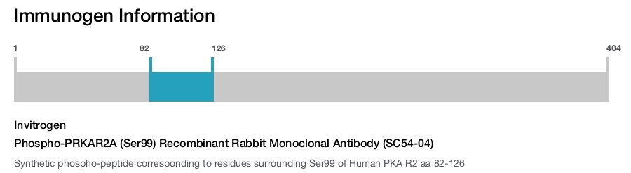 Phospho-PRKAR2A (Ser99) Recombinant Rabbit Monoclonal Antibody (SC54-04)