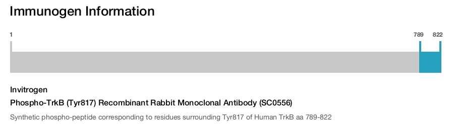 Phospho-TrkB (Tyr817) Recombinant Rabbit Monoclonal Antibody (SC0556)