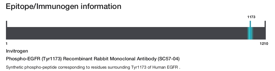 Phospho-EGFR (Tyr1173) Recombinant Rabbit Monoclonal Antibody (SC57-04)