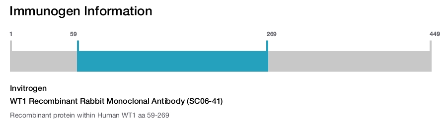 WT1 Recombinant Rabbit Monoclonal Antibody (SC06-41)