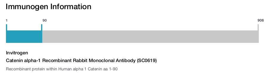 Catenin alpha-1 Recombinant Rabbit Monoclonal Antibody (SC0619)