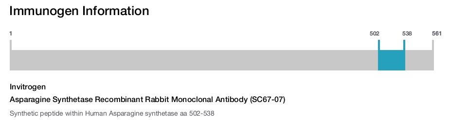 Asparagine Synthetase Recombinant Rabbit Monoclonal Antibody (SC67-07)