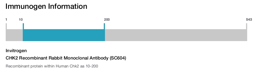 CHK2 Recombinant Rabbit Monoclonal Antibody (SC604)