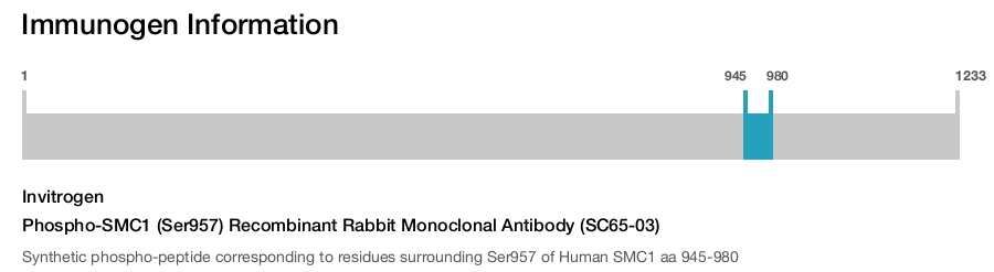 Phospho-SMC1 (Ser957) Recombinant Rabbit Monoclonal Antibody (SC65-03)
