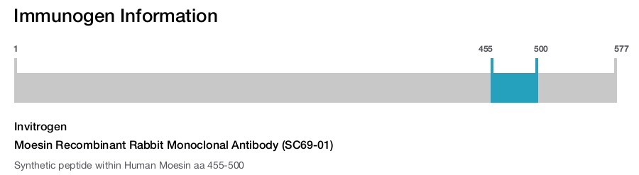 Moesin Recombinant Rabbit Monoclonal Antibody (SC69-01)
