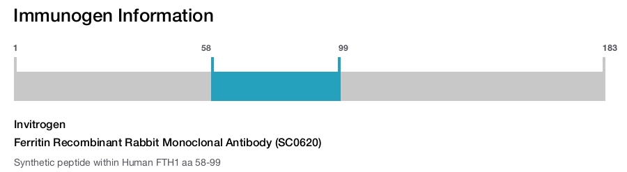 Ferritin Recombinant Rabbit Monoclonal Antibody (SC0620)