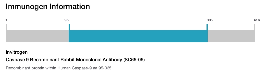 Caspase 9 Recombinant Rabbit Monoclonal Antibody (SC65-05)