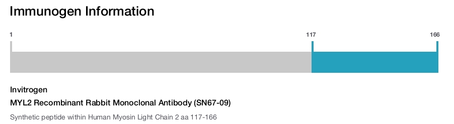 MYL2 Recombinant Rabbit Monoclonal Antibody (SN67-09)