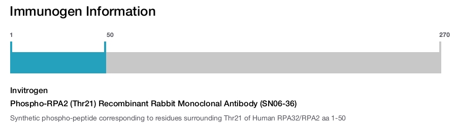 Phospho-RPA2 (Thr21) Recombinant Rabbit Monoclonal Antibody (SN06-36)