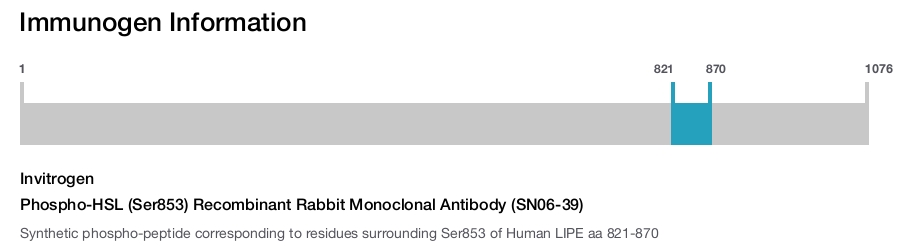Phospho-HSL (Ser853) Recombinant Rabbit Monoclonal Antibody (SN06-39)