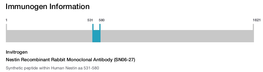 Nestin Recombinant Rabbit Monoclonal Antibody (SN06-27)