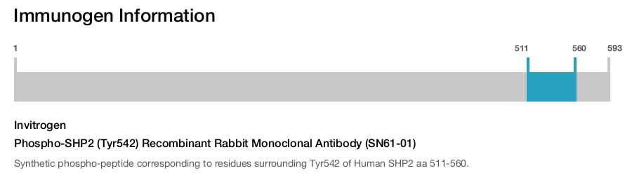 Phospho-SHP2 (Tyr542) Recombinant Rabbit Monoclonal Antibody (SN61-01)