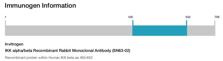 IKK alpha/beta Recombinant Rabbit Monoclonal Antibody (SN63-02)