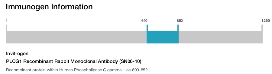 PLCG1 Recombinant Rabbit Monoclonal Antibody (SN06-10)