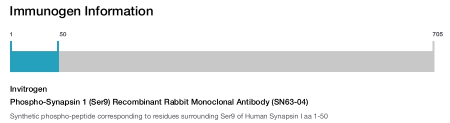 Phospho-Synapsin 1 (Ser9) Recombinant Rabbit Monoclonal Antibody (SN63-04)