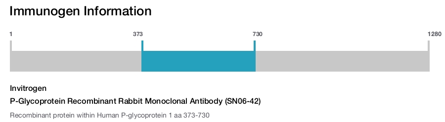 P-Glycoprotein Recombinant Rabbit Monoclonal Antibody (SN06-42)