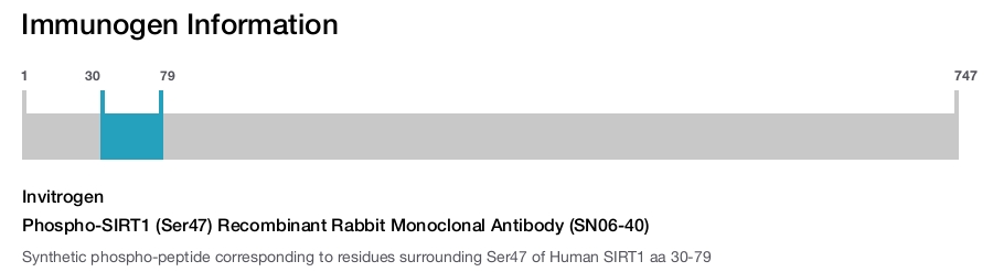 Phospho-SIRT1 (Ser47) Recombinant Rabbit Monoclonal Antibody (SN06-40)
