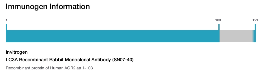 LC3A Recombinant Rabbit Monoclonal Antibody (SN07-40)
