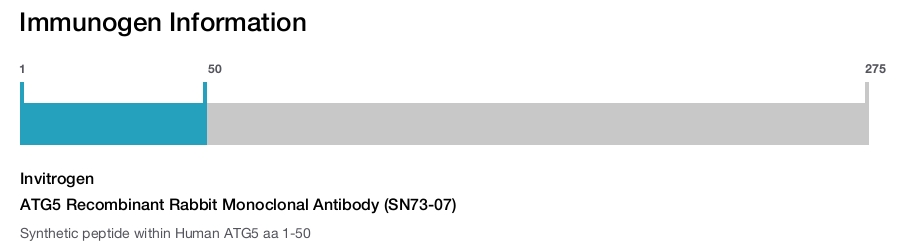 ATG5 Recombinant Rabbit Monoclonal Antibody (SN73-07)