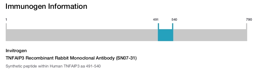 TNFAIP3 Recombinant Rabbit Monoclonal Antibody (SN07-31)