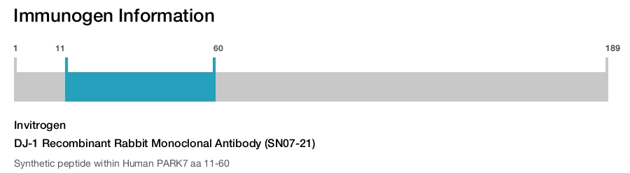 DJ-1 Recombinant Rabbit Monoclonal Antibody (SN07-21)