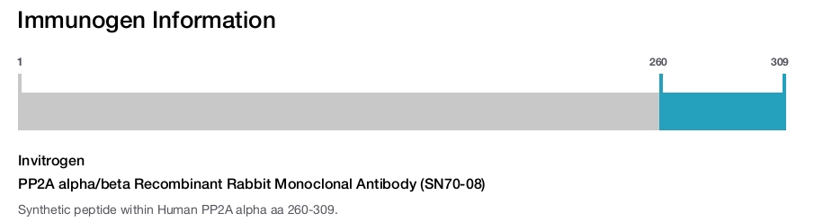 PP2A alpha/beta Recombinant Rabbit Monoclonal Antibody (SN70-08)