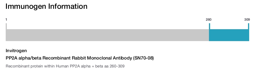 PP2A alpha/beta Recombinant Rabbit Monoclonal Antibody (SN70-08)