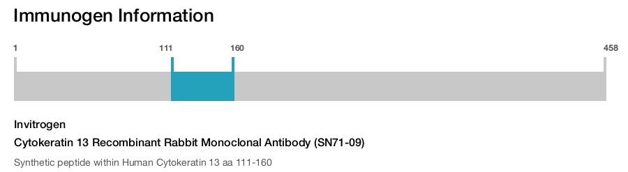 Cytokeratin 13 Recombinant Rabbit Monoclonal Antibody (SN71-09)