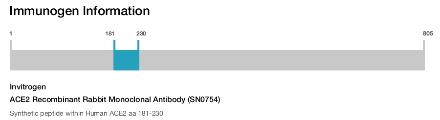 ACE2 Recombinant Rabbit Monoclonal Antibody (SN0754)