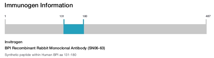BPI Recombinant Rabbit Monoclonal Antibody (SN06-63)