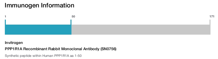 PPP1R1A Recombinant Rabbit Monoclonal Antibody (SN0756)