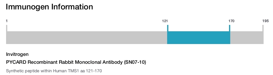 PYCARD Recombinant Rabbit Monoclonal Antibody (SN07-10)