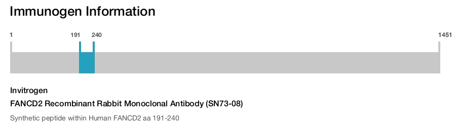 FANCD2 Recombinant Rabbit Monoclonal Antibody (SN73-08)