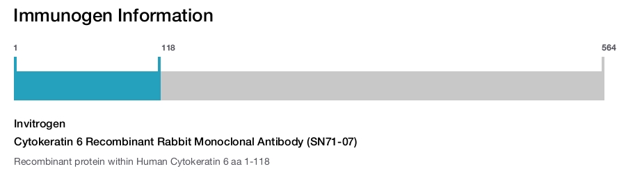 Cytokeratin 6 Recombinant Rabbit Monoclonal Antibody (SN71-07)
