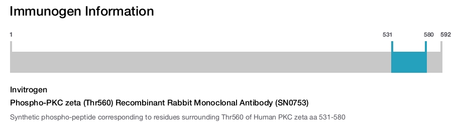 Phospho-PKC zeta (Thr560) Recombinant Rabbit Monoclonal Antibody (SN0753)