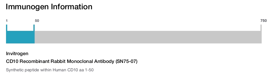 CD10 Recombinant Rabbit Monoclonal Antibody (SN75-07)