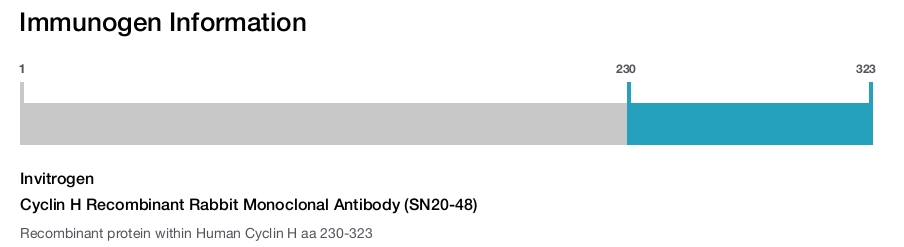 Cyclin H Recombinant Rabbit Monoclonal Antibody (SN20-48)