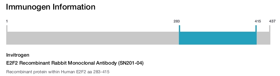 E2F2 Recombinant Rabbit Monoclonal Antibody (SN201-04)