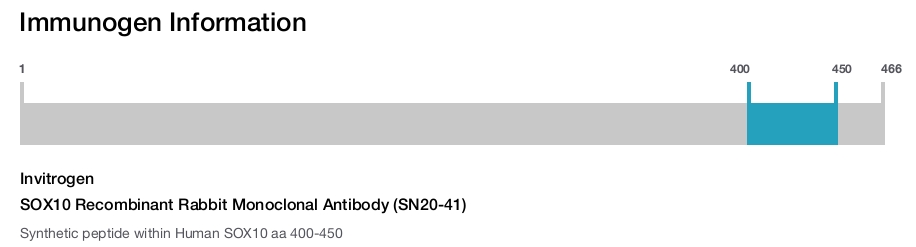 SOX10 Recombinant Rabbit Monoclonal Antibody (SN20-41)