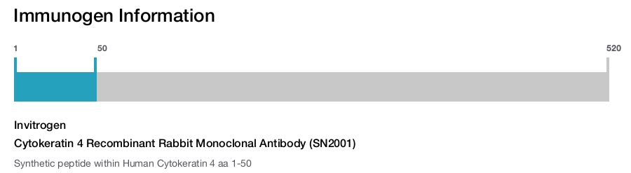 Cytokeratin 4 Recombinant Rabbit Monoclonal Antibody (SN2001)