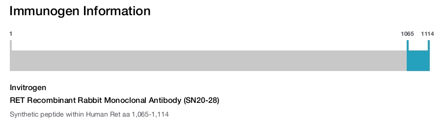 RET Recombinant Rabbit Monoclonal Antibody (SN20-28)