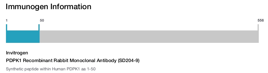 PDPK1 Recombinant Rabbit Monoclonal Antibody (SD204-9)