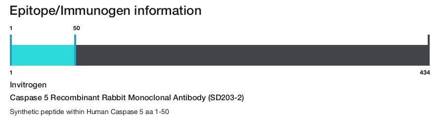 Caspase 5 Recombinant Rabbit Monoclonal Antibody (SD203-2)