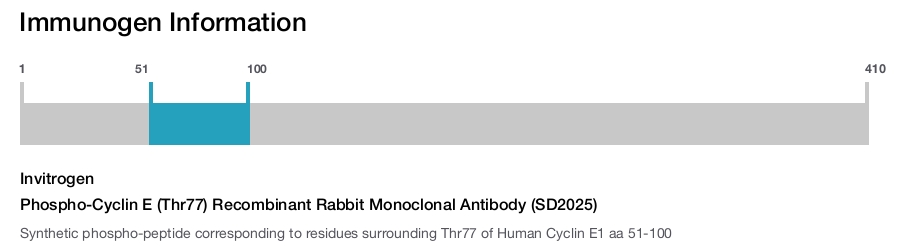 Phospho-Cyclin E (Thr77) Recombinant Rabbit Monoclonal Antibody (SD2025)