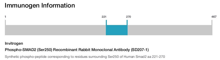 Phospho-SMAD2 (Ser250) Recombinant Rabbit Monoclonal Antibody (SD207-1)