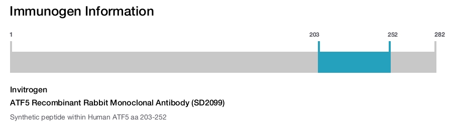 ATF5 Recombinant Rabbit Monoclonal Antibody (SD2099)