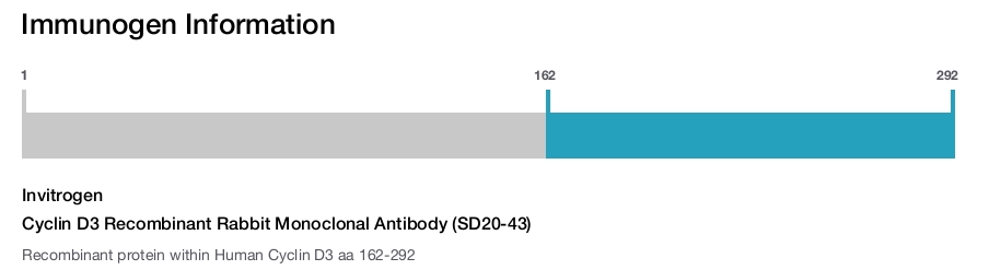 Cyclin D3 Recombinant Rabbit Monoclonal Antibody (SD20-43)