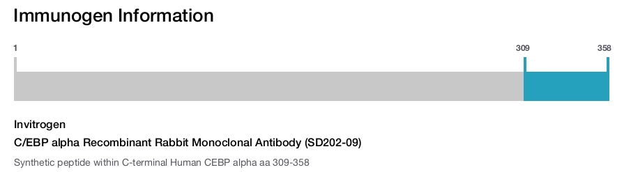 C/EBP alpha Recombinant Rabbit Monoclonal Antibody (SD202-09)