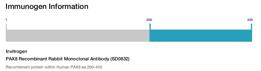 PAX8 Recombinant Rabbit Monoclonal Antibody (SD0832)