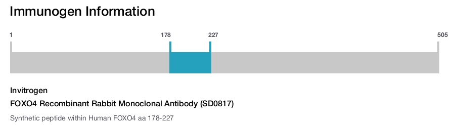 FOXO4 Recombinant Rabbit Monoclonal Antibody (SD0817)